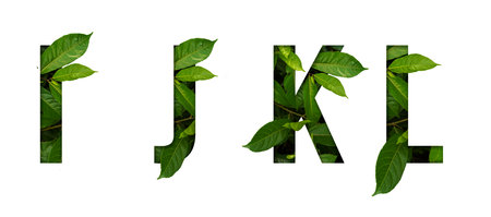 Leaf font I,J,K,L isolated on white background. Leafs font I,J,K,L made of Real alive leaves with...