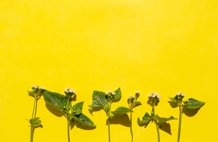 Summer Tropical Composition. Green Leaves And White Flowers On A Yellow Paper Background. Summer Concept. Green Leaves And White Flowers Isolated On A Yellow Backgroundの写真素材