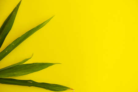 Summer tropical composition. Green tropical leaves on yellow paper background. Summer concept. green leaf isolated on a yellow backgroundの写真素材