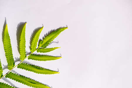 Summer Concept. Shadow Of Green Fern And Leaves On White Background.の写真素材