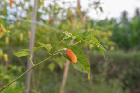 Chili plants bear fruit in the fieldの写真素材