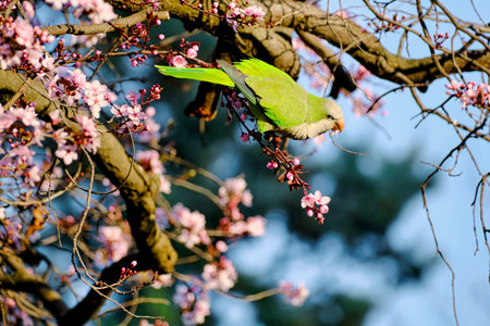 Qualer parrot eating cherry flowers on tree branch public park blooming season