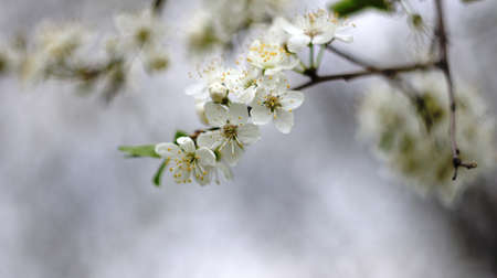 The first flowers in the park. In the park Nalchik blossomed the first flowers. Flower beds in the resort.の写真素材