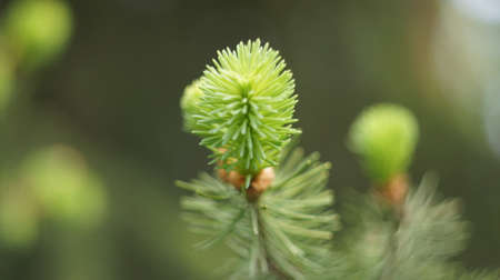 Spruce branch in spring. Kidney buds are prepared for awakening and blooming. This is a tree called "Blue Spruce" in the park area of ??Nalchik.の写真素材