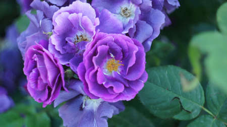 Roses of different colors and varieties, growing in the flowerbed of the city park.の写真素材