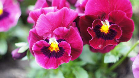 Spring flowers blooming in April and May on lawns, bushes and trees in the city park.の写真素材