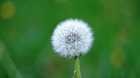 Dandelion on the lawn turned into a fluffy ball and waits for him to blow the wind.