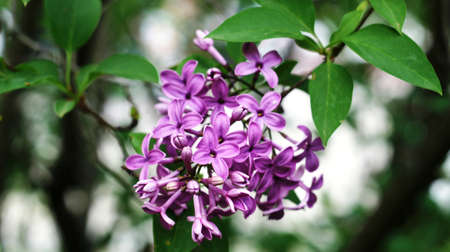 Lilac bushes bloom in the city park of Nalchik.の写真素材