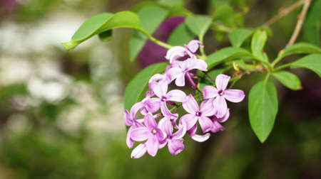 Lilac bushes bloom in the city park of Nalchik.の写真素材
