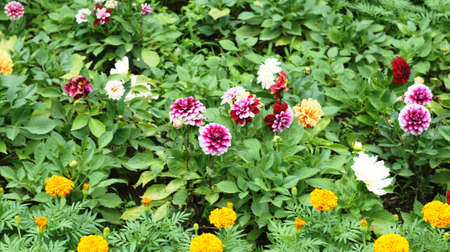 Spring flowers blooming in April and May on lawns, bushes and trees in the city park.の写真素材