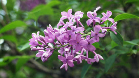Lilac flowers blossomed on a branch. Lilac bushes bloom in the city park of Nalchik.の写真素材