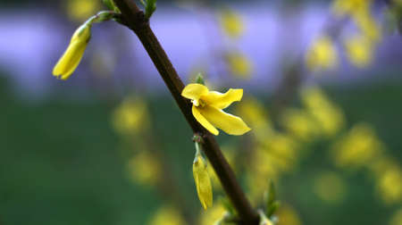 Spring flowers blooming in April and May on lawns, bushes and trees in the city park.の写真素材