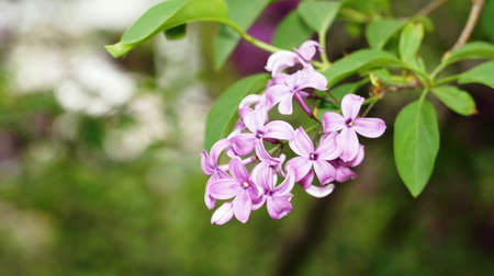 Lilac bushes bloom in the city park of Nalchik.の写真素材