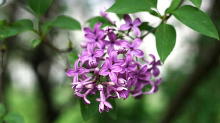 Lilac bushes bloom in the city park of Nalchik.の写真素材