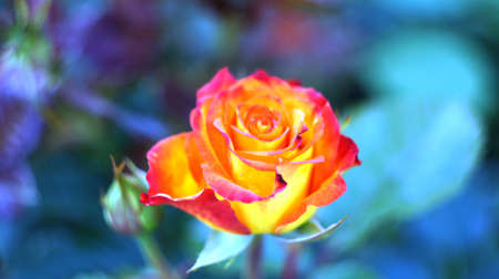 Roses of different colors and varieties, growing in the flowerbed of the city park. These flowers are filled with divine fragrance and magical shades of red, white, yellow, purple and variegated colors all the surrounding space of the place.の写真素材