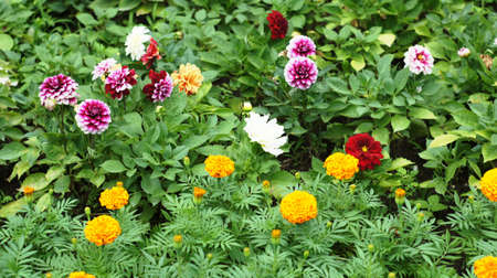 Spring flowers blooming in April and May on lawns, bushes and trees in the city park.の写真素材