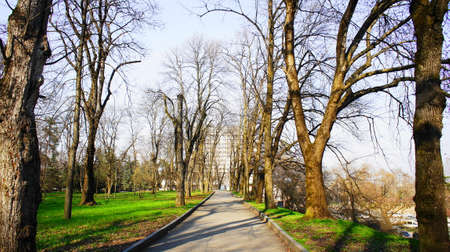 Old trees in the park. Sunny warm day. Spring landscape in the resort area of ??Nalchik.の写真素材