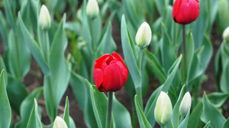 Spring flowers blooming in April and May on lawns, bushes and trees in the city park.の写真素材