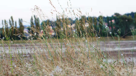 The grass in the meadowの写真素材