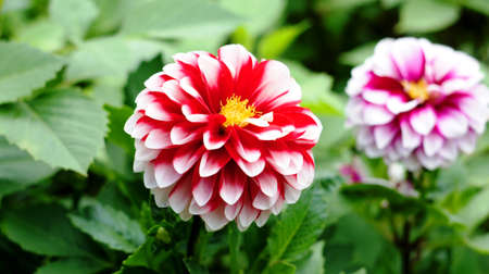 Spring flowers blooming in April and May on lawns, bushes and trees in the city park.の写真素材