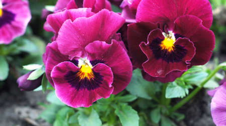 In the park Nalchik blossomed the first flowers. Flower beds in the resort.の写真素材