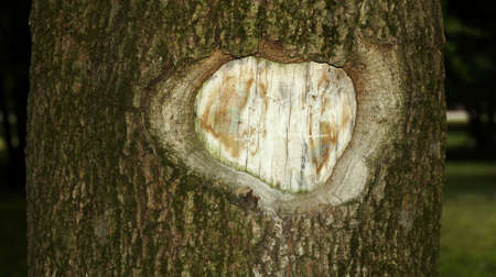 Cutout on the trunk of the tree.の写真素材