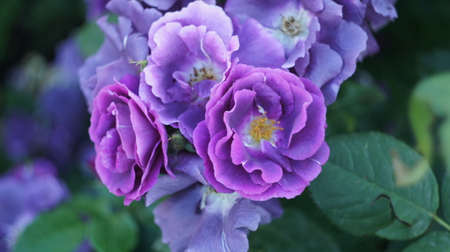 Roses of different colors and varieties, growing in the flowerbed of the city parkの写真素材