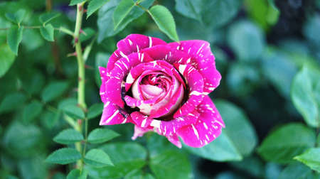 Roses of different colors and varieties, growing in the flowerbed of the city parkの写真素材