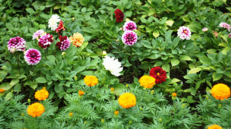 In the park Nalchik blossomed the first flowers. Flower beds in the resort.の写真素材