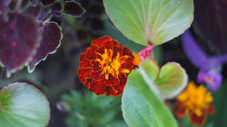 In the park Nalchik blossomed the first flowers. Flower beds in the resort.の写真素材