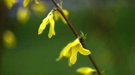 In the park Nalchik blossomed the first flowers. Flower beds in the resort.の写真素材