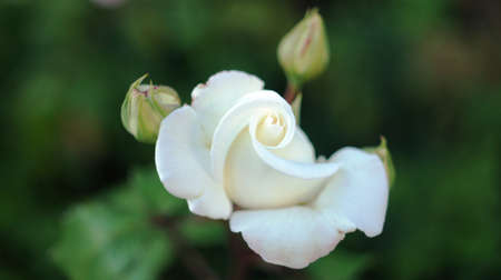 Roses of different colors and varieties, growing in the flowerbed of the city park. These flowers are filled with divine fragrance and magical shades of red, white, yellow, purple and variegated colors all the surrounding space of the place.の写真素材