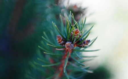 Spruce branch in spring. Kidney buds are prepared for awakening and blooming. This is a tree called...