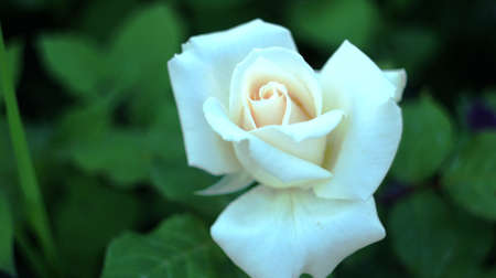 Roses of different colors and varieties, growing in the flowerbed of the city park. These flowers are filled with divine fragrance and magical shades of red, white, yellow, purple and variegated colors all the surrounding space of the place.の写真素材