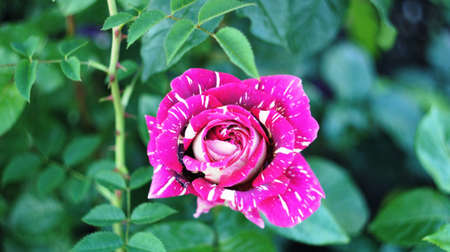Roses of different colors and varieties, growing in the flowerbed of the city park. These flowers are filled with divine fragrance and magical shades of red, white, yellow, purple and variegated colors all the surrounding space of the place.の写真素材