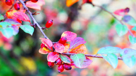 Wild red berries ripened on the bush in autumn with reddened leaves in a city park. Nalchik in October.の写真素材