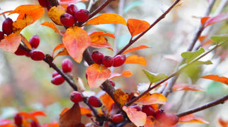 Wild red berries ripened on the bush in autumn with reddened leaves in a city park. Nalchik in October.の写真素材