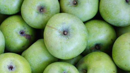 A bunch of green apples from the "Semerenko" sort, picked from the tree just now. This autumn harvest of apples and other fruits, ripened on the slopes of the Caucasus Mountains.の写真素材