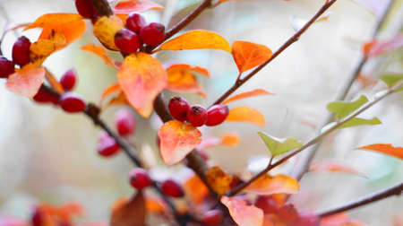 Wild red berries ripened on the bush in autumn with reddened leaves in a city park. Nalchik in October.の写真素材