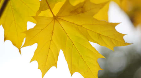 A maple leaf, yellowed but not yet fallen from the tree in cold weather.