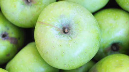 A bunch of green apples from the "Semerenko" sort, picked from the tree just now. This autumn harvest of apples and other fruits, ripened on the slopes of the Caucasus Mountains.の写真素材