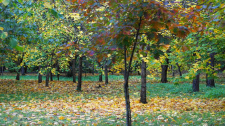 Yellow leaves on autumn trees in city park.の写真素材