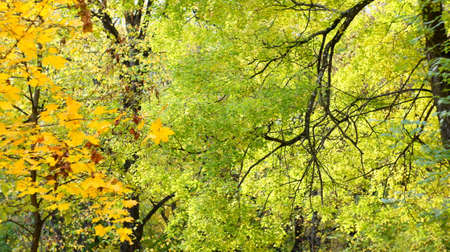 Yellow leaves on autumn trees in city park.の写真素材