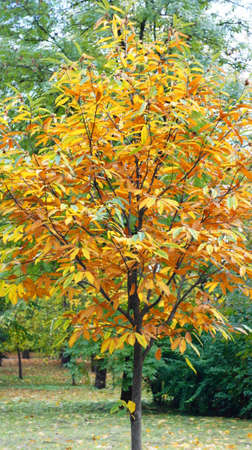 Yellow leaves on autumn trees in city park.の写真素材