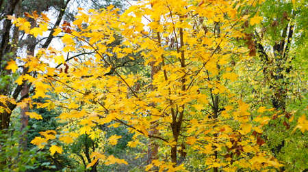 Yellow leaves on autumn trees in city park.の写真素材