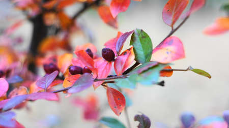 Wild red berries ripened on the bush in autumn with reddened leaves in a city park. Nalchik in October.の写真素材