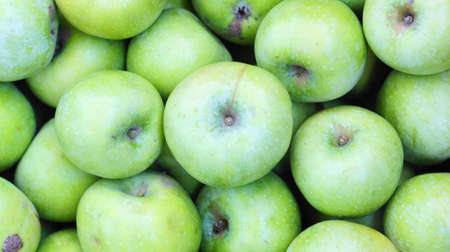 A bunch of green apples from the "Semerenko" sort, picked from the tree just now. This autumn harvest of apples and other fruits, ripened on the slopes of the Caucasus Mountains.の写真素材