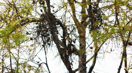 Yellow leaves on autumn trees in city park.の写真素材