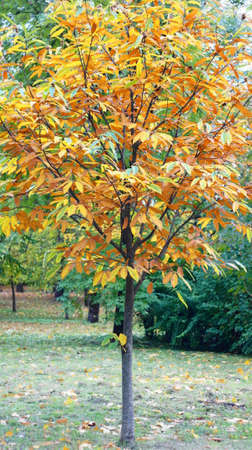 Yellow leaves on autumn trees in city park.の写真素材
