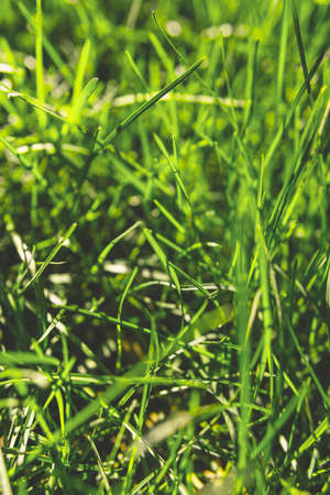 Spring green grass Under the bright sun. natural backgroundsの写真素材